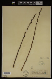 Salix discolor image