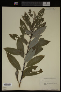 Salix discolor image