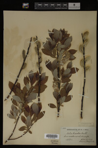 Salix discolor image