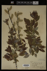 Image Associated With the Occurrence