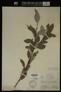 Salix discolor image