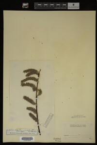 Salix discolor image