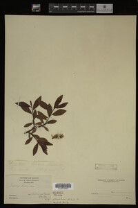 Salix discolor image