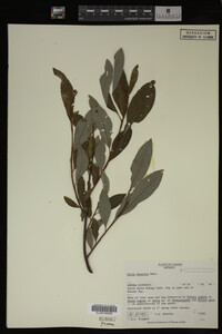 Salix discolor image
