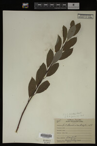 Salix discolor image
