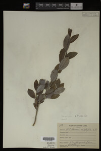 Image Associated With the Occurrence