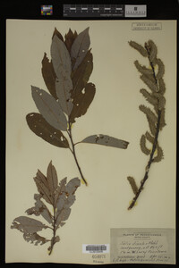 Salix discolor image