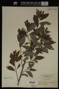 Salix discolor image
