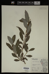 Salix discolor image