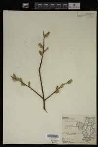 Salix discolor image