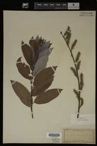 Salix discolor image
