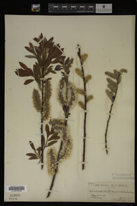 Salix discolor image