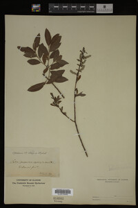 Salix X doniana image