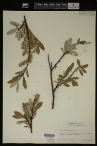 Salix drummondiana image