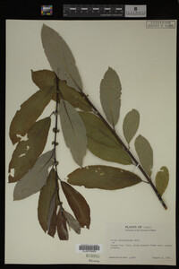 Image Associated With the Occurrence