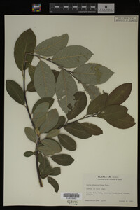 Salix drummondiana image