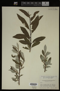 Salix drummondiana image