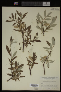 Salix drummondiana image