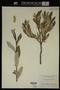 Salix drummondiana image
