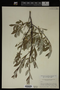 Salix drummondiana image