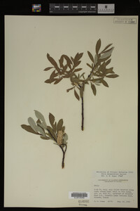 Salix drummondiana image