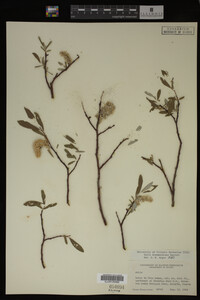 Salix drummondiana image