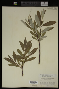 Salix drummondiana image