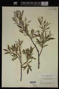 Salix drummondiana image