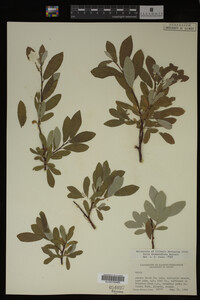Salix drummondiana image