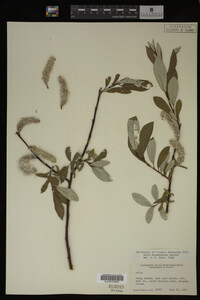 Salix drummondiana image