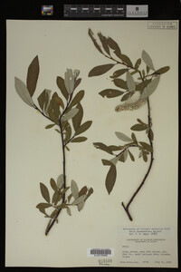Image Associated With the Occurrence