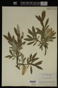 Salix drummondiana image