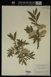 Salix drummondiana image