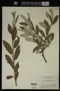 Salix drummondiana image