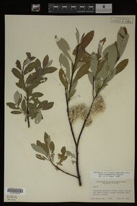 Salix drummondiana image