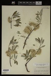 Salix drummondiana image