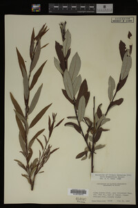 Salix drummondiana image