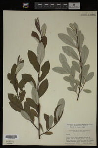 Salix drummondiana image