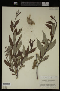 Salix drummondiana image