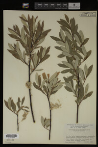 Image Associated With the Occurrence