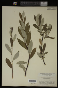 Salix drummondiana image