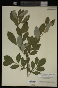 Salix drummondiana image