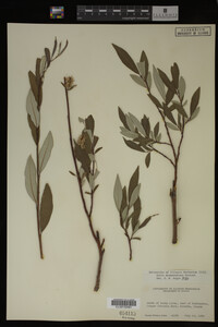 Salix drummondiana image