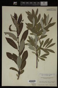 Salix drummondiana image