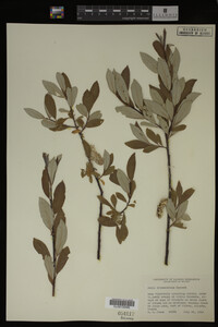 Salix drummondiana image