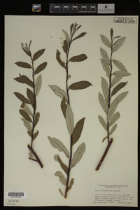 Salix drummondiana image