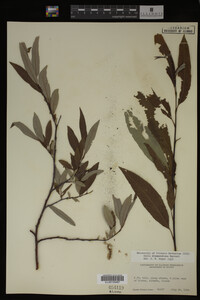 Salix drummondiana image