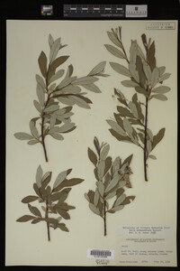 Salix drummondiana image