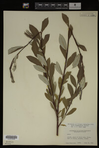 Salix drummondiana image