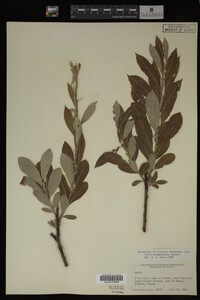 Salix drummondiana image